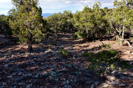 Northeast base of Monogram Mesa