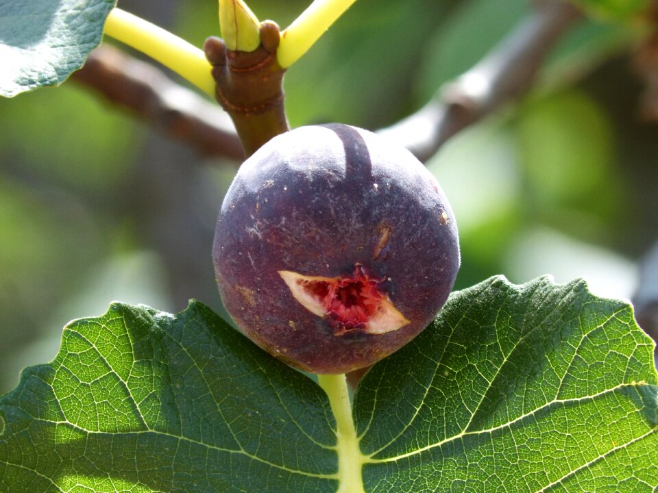 Fig tree fruit sweet