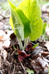 Unexpected sideways-growing flower?