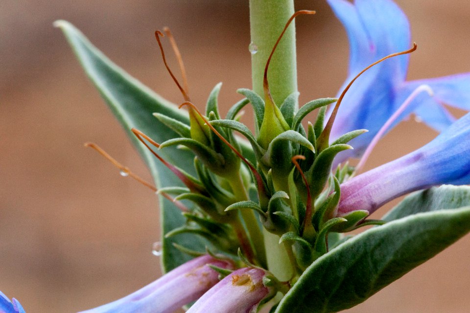 Penstemon angustifolius