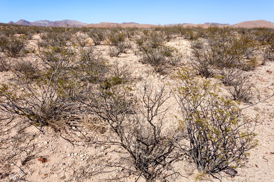 Southwest of the Alamo Hueco Mountains