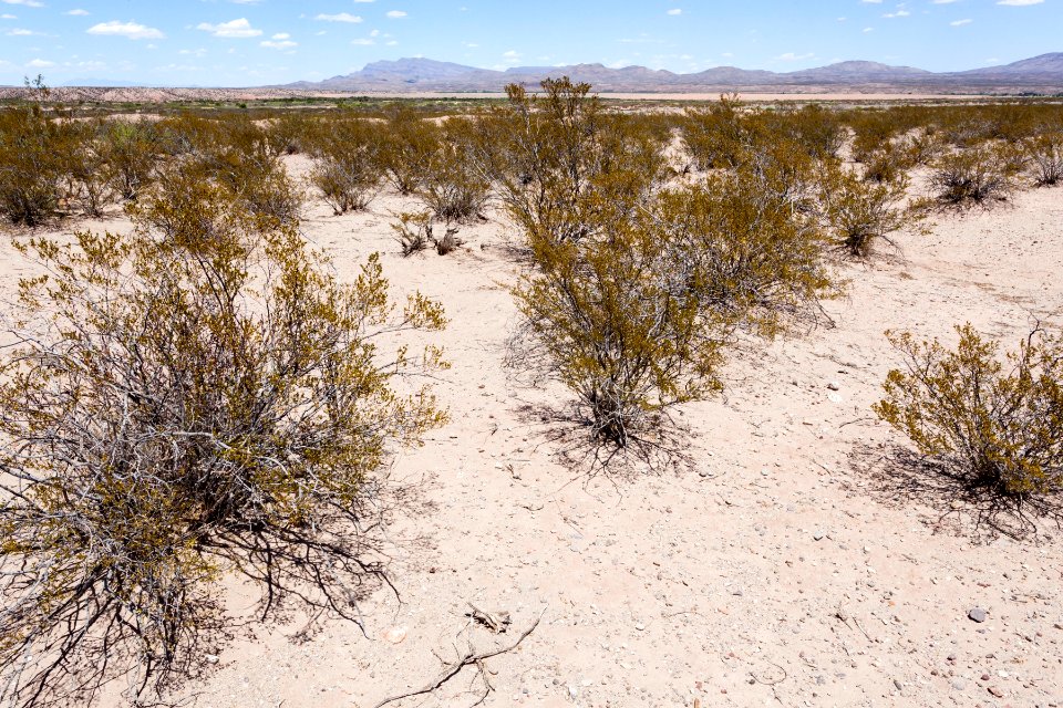 South side of Arroyo Cuervo