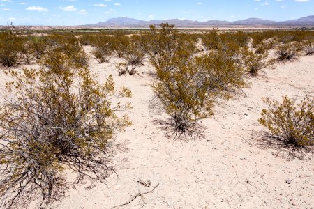 South side of Arroyo Cuervo