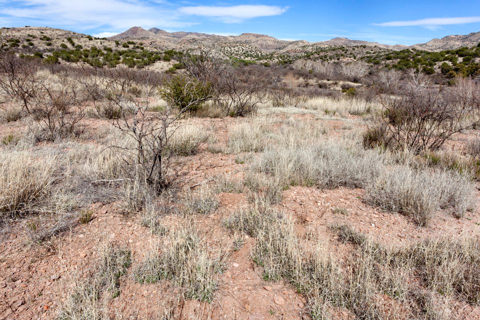 Near Guadalupe Canyon