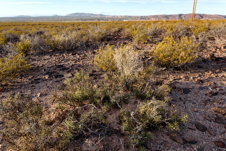 East of Arroyo Angostura
