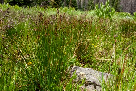Juncus drummondii