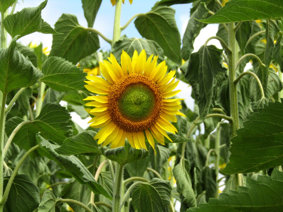 Nature field of sunflowers yellow