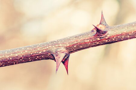 Nature prickly thorn