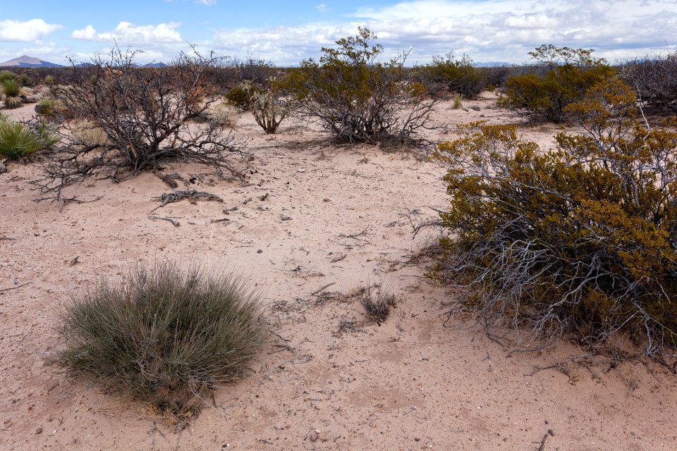 West side of Rincon Arroyo