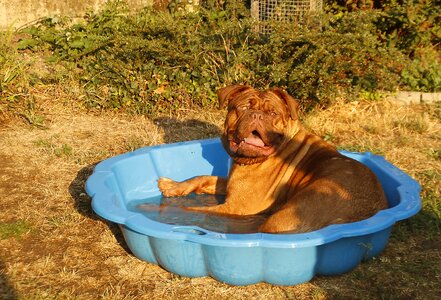 Dogue de bordeaux dog de bordeaux bordeaux photo