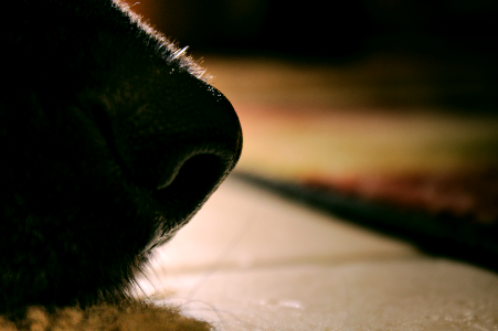 Dog Nose
