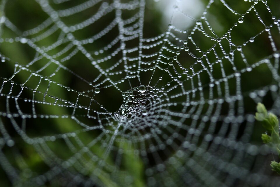 Nature net trap photo