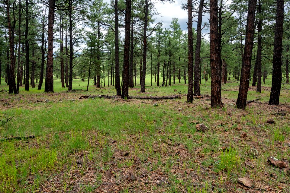 Northwest side of Black Mountain