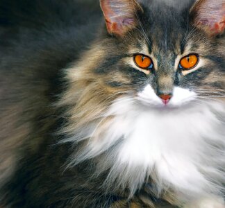 Cat eyes pet domestic animal photo