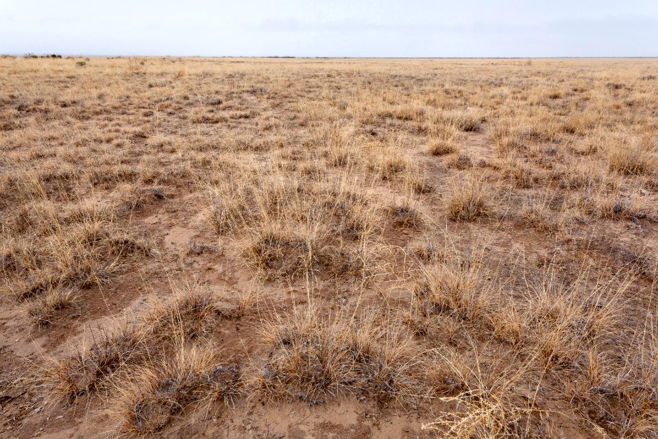 Northern edge of Northern Lordsburg Playa