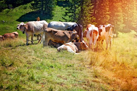 Pasture animals summer photo