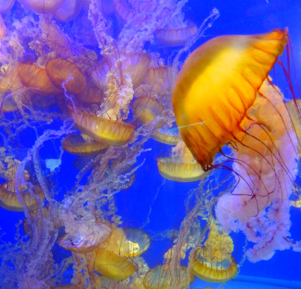 Jellyfish