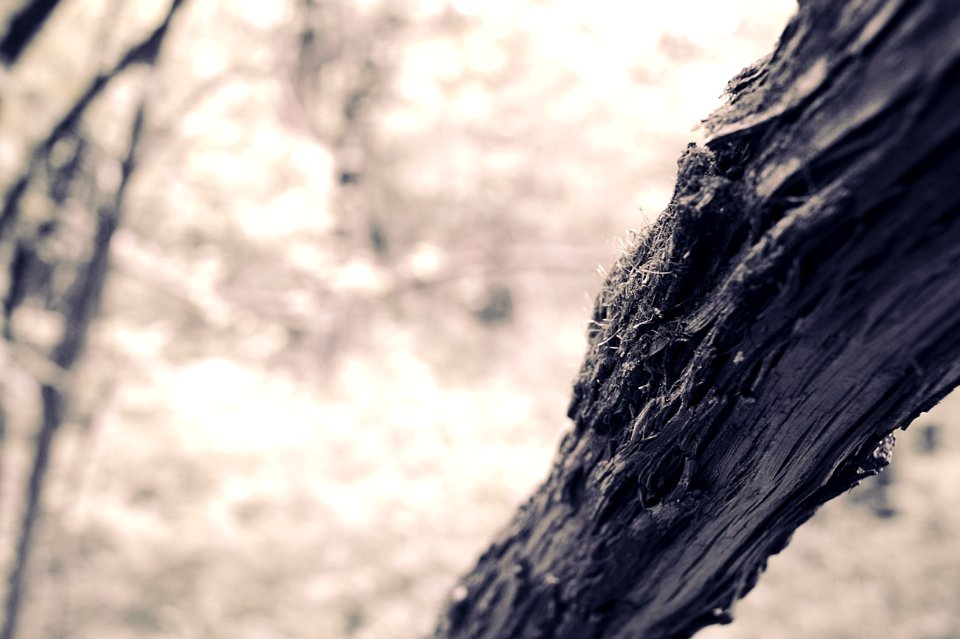 Mossy Slender Tree