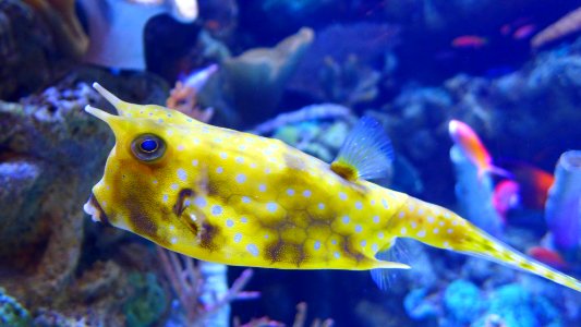 Weird yellow fish is puckering up to smooch