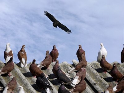 Dove wildlife flying photo