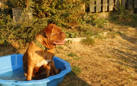 Dogue de bordeaux dog de bordeaux bordeaux photo