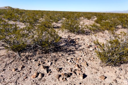 East bajada of the Pyramid Mountains