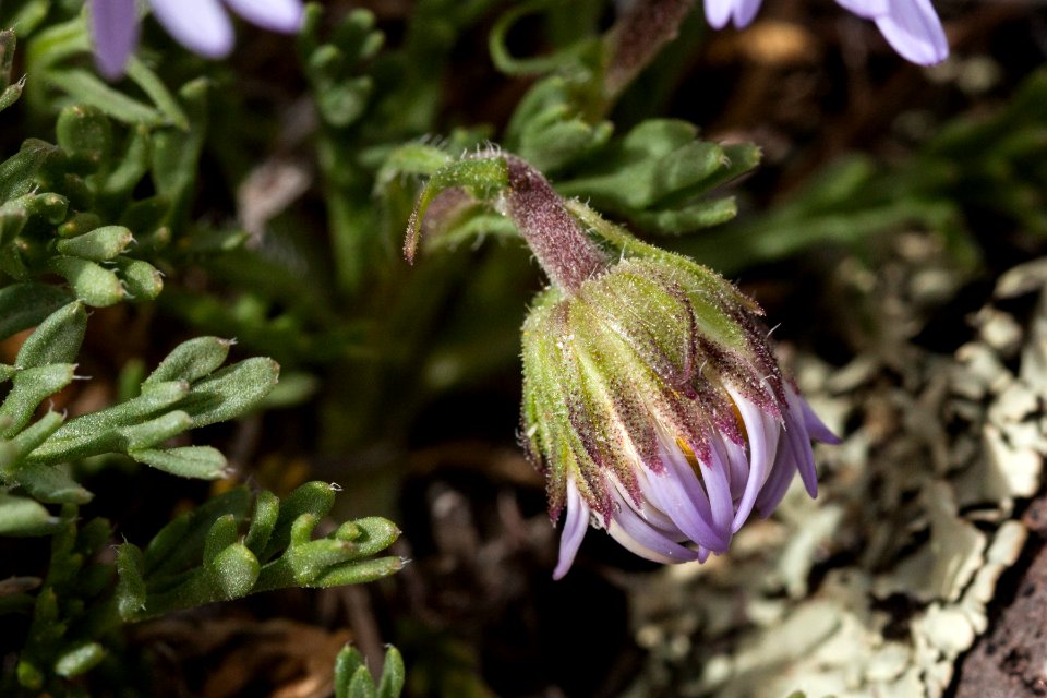 Erigeron pinnatisectus
