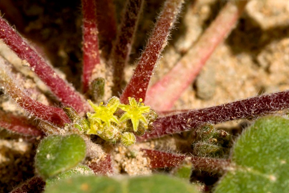 Eriogonum divaricatum