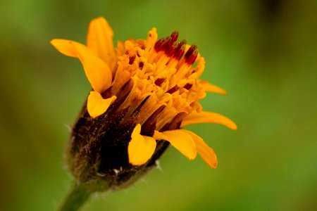 Simsia lagasceiformis