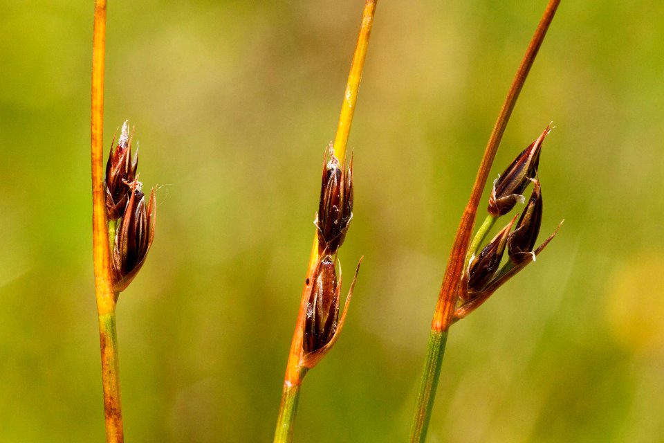 Juncus drummondii