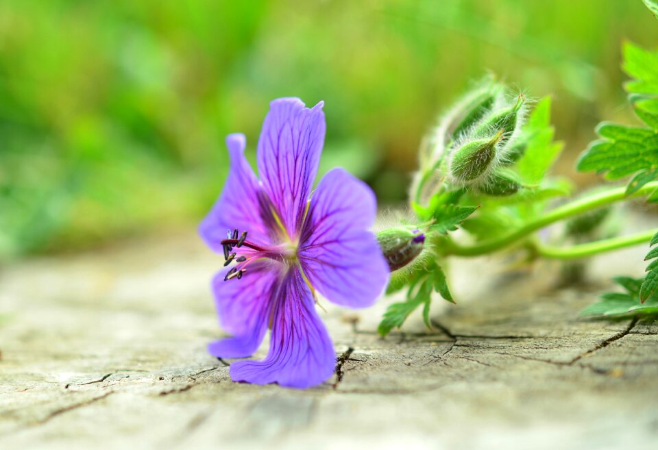 Flower garden purple close up