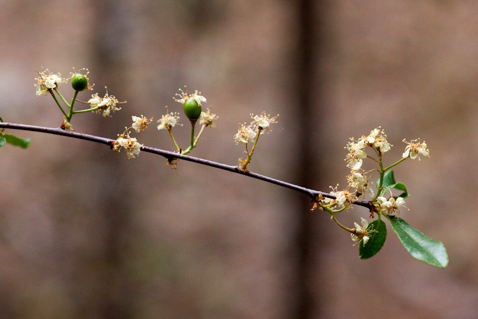 Prunus emarginata