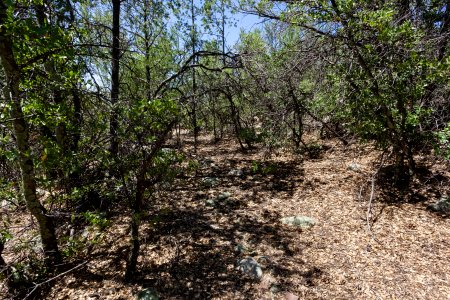 Pinos Altos Mountains