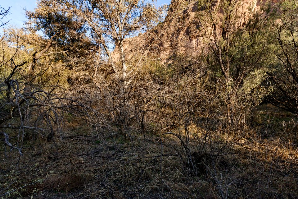 Gila River floodplain