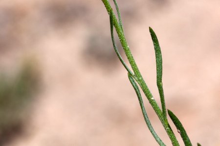 Erigeron pulcherrimus
