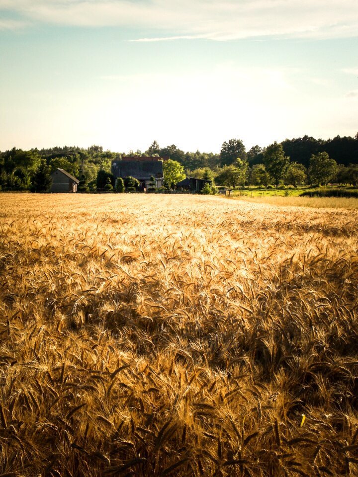 Poland village harvest summer