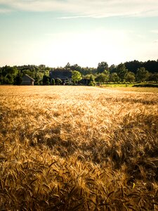 Poland village harvest summer photo