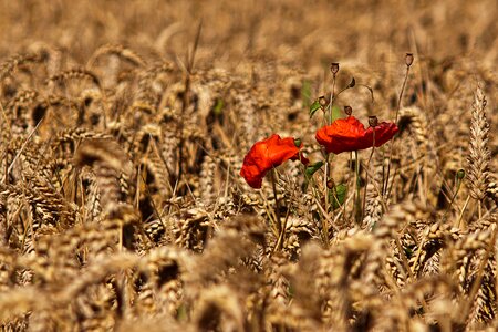 Cornfield summer harvest photo