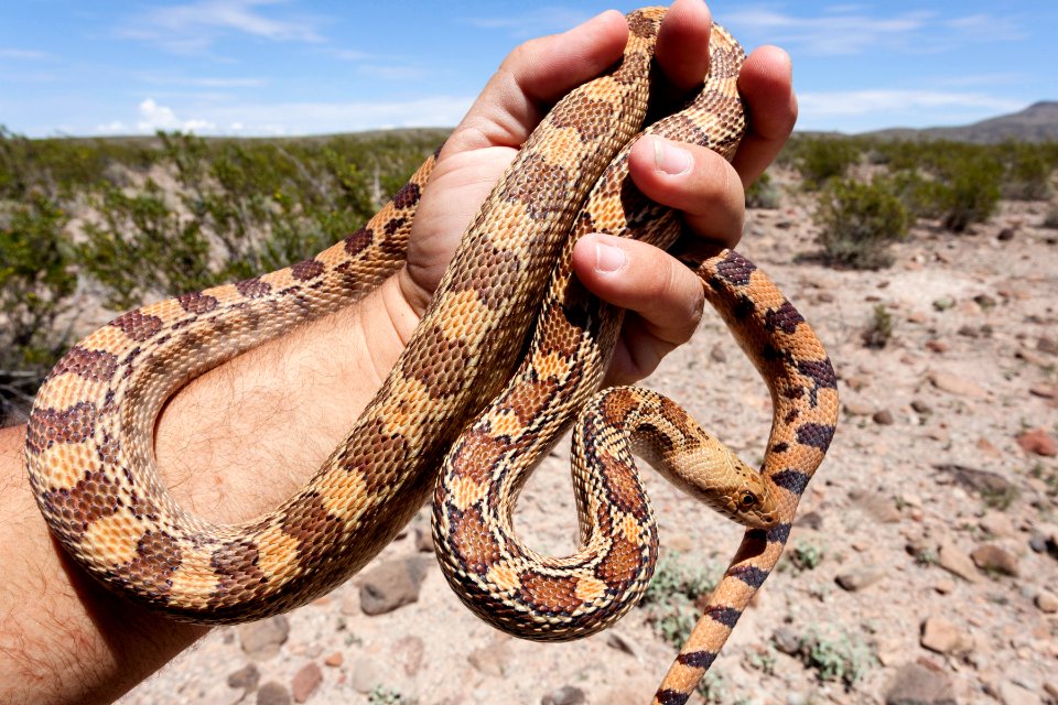 Pituophis catenifer affinis