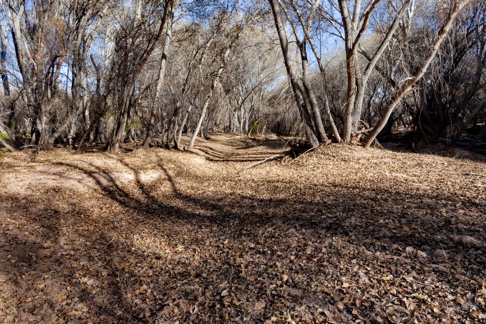Gila River floodplain