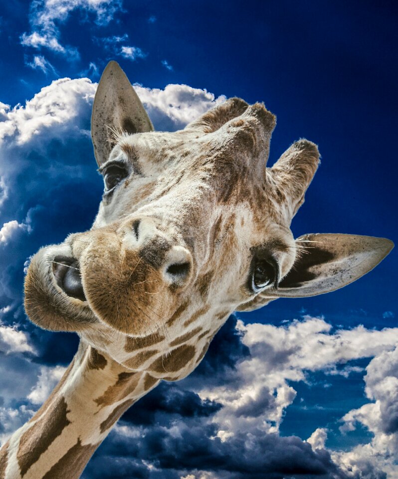 Sky wild animal