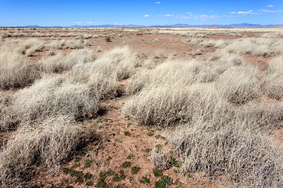 East of the Mimbres River