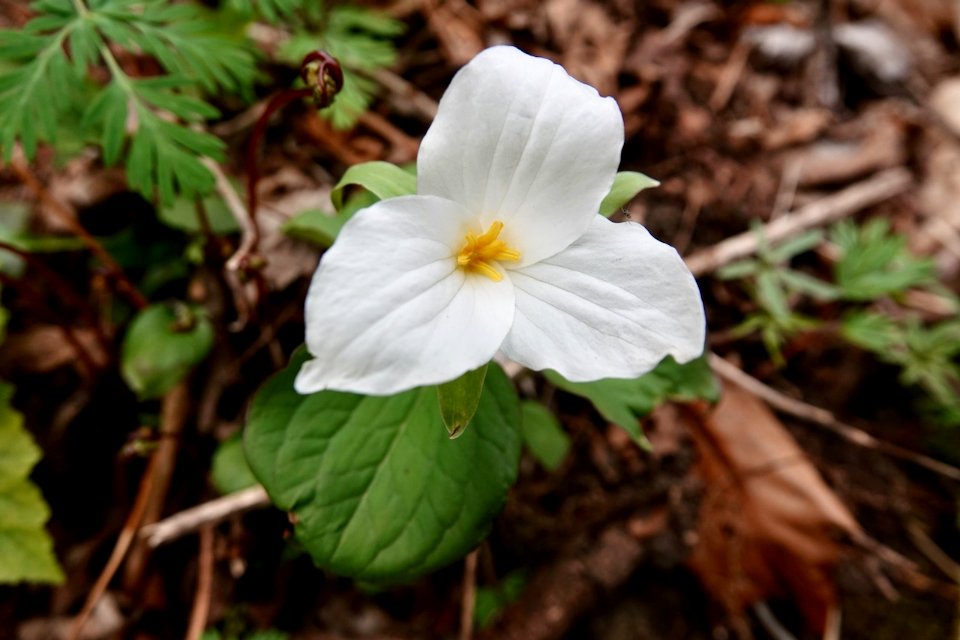 Trillium. Can you see the tiny spider?