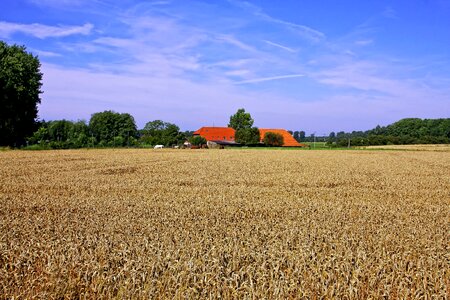 Farm niederrhein grain photo