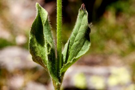 Arnica mollis