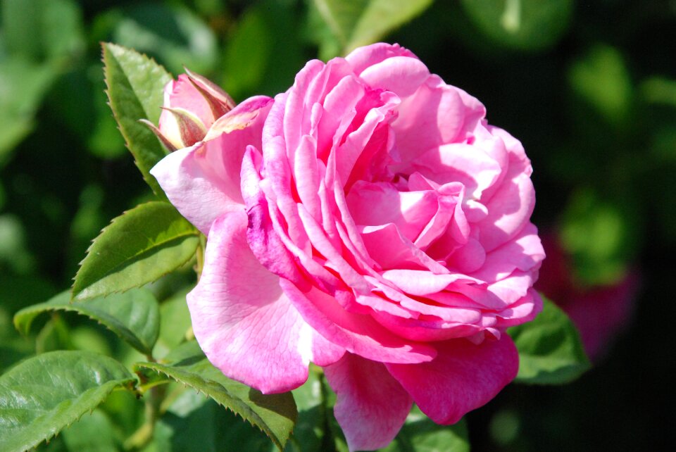 Blossom bloom nature