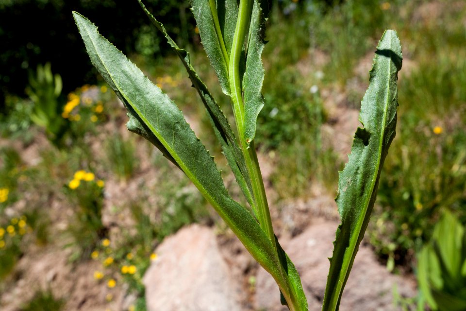 Senecio crassulus photo