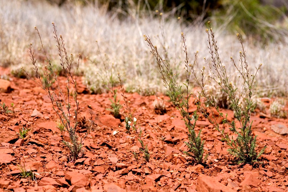 Descurainia pinnata subsp. ochroleuca