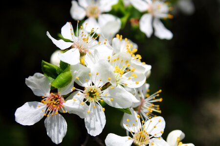 Flower white spring
