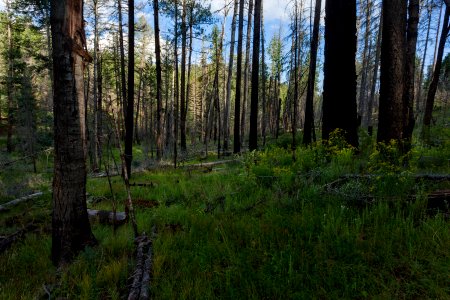 Near Quaking Aspen Creek